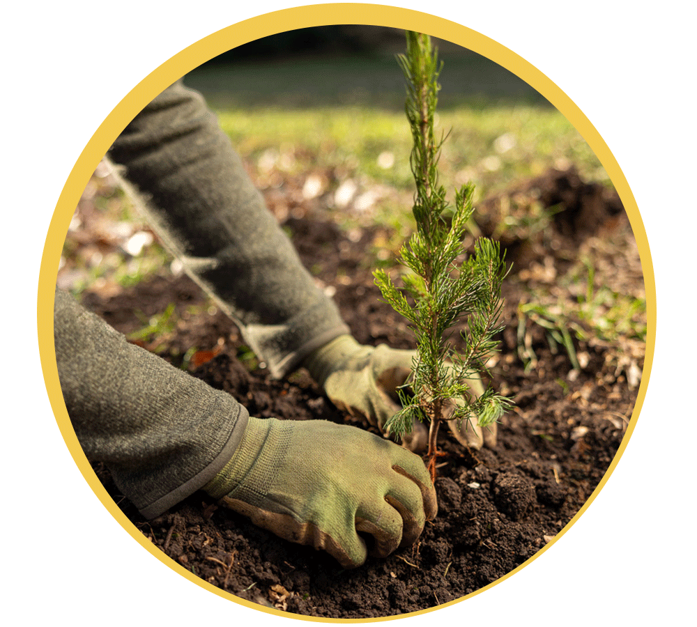 planting tree